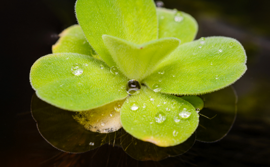 Duckweed Frond