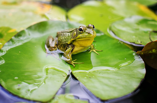 Lily Pads Gone Wild: How to Reclaim Your Waterfront from Overgrowth