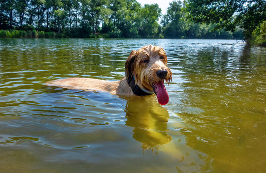 Dog Swimming In Pond